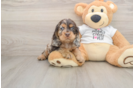 Best Cocker Spaniel Baby