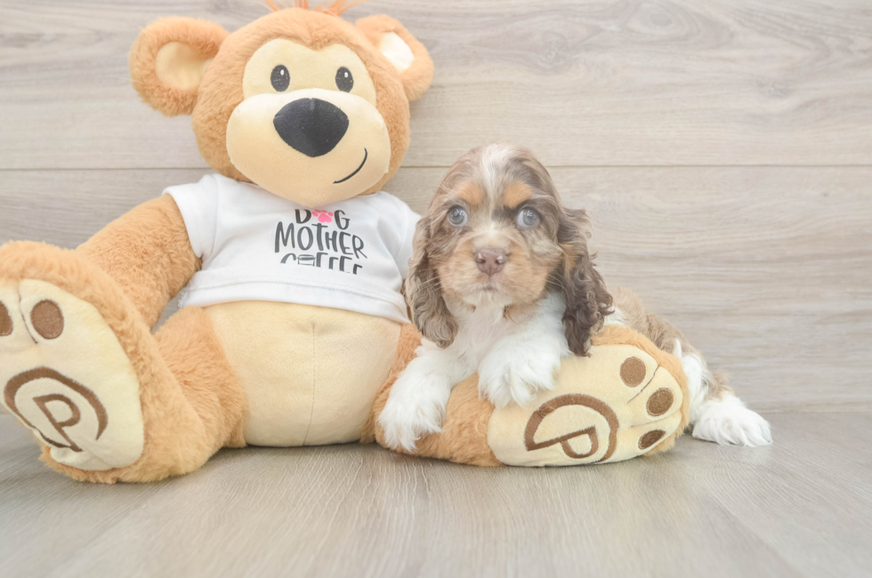 8 week old Cocker Spaniel Puppy For Sale - Fairfield Furbabies