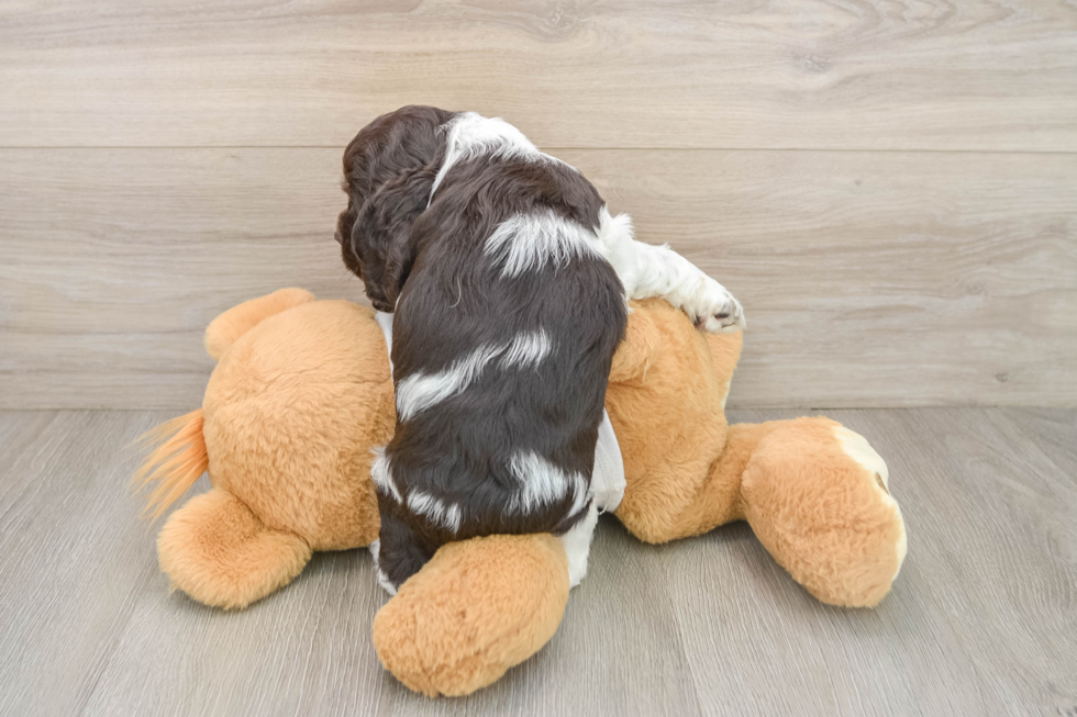 Cute Cocker Spaniel Baby