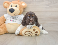 8 week old Cocker Spaniel Puppy For Sale - Fairfield Furbabies