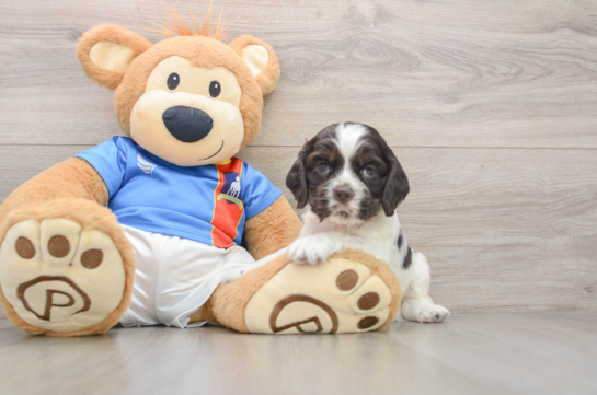 Cute Cocker Spaniel Purebred Puppy