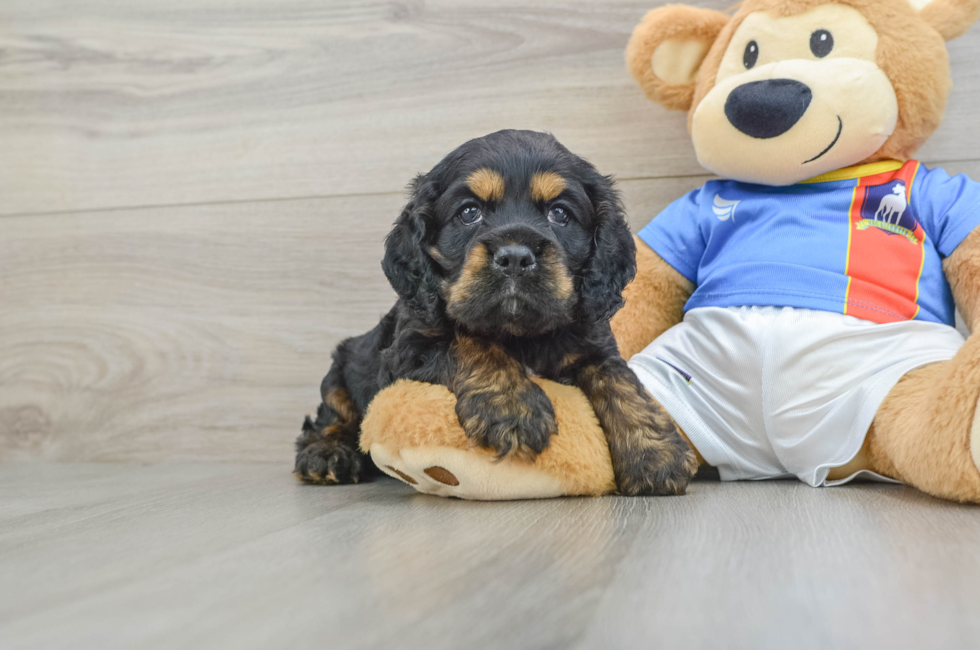 8 week old Cocker Spaniel Puppy For Sale - Fairfield Furbabies