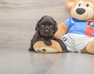 7 week old Cocker Spaniel Puppy For Sale - Fairfield Furbabies