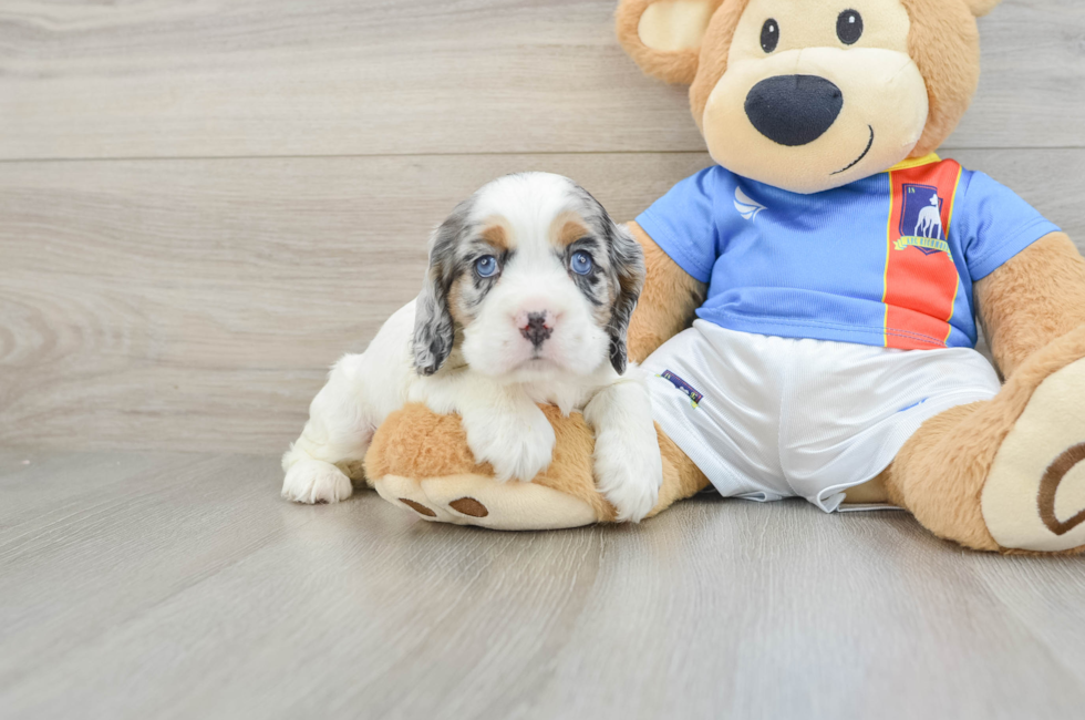 6 week old Cocker Spaniel Puppy For Sale - Fairfield Furbabies