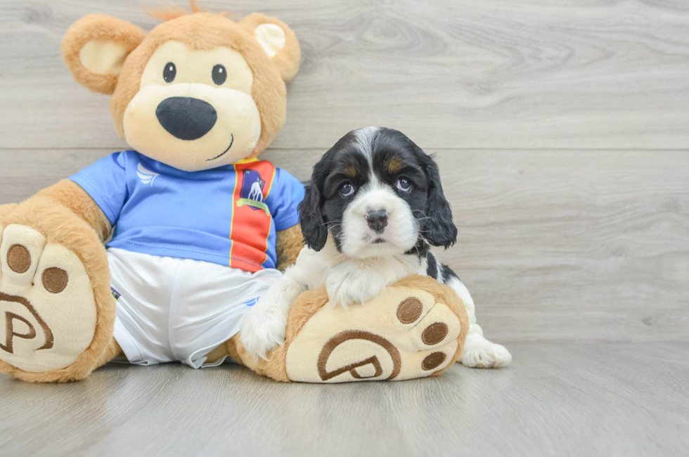6 week old Cocker Spaniel Puppy For Sale - Fairfield Furbabies