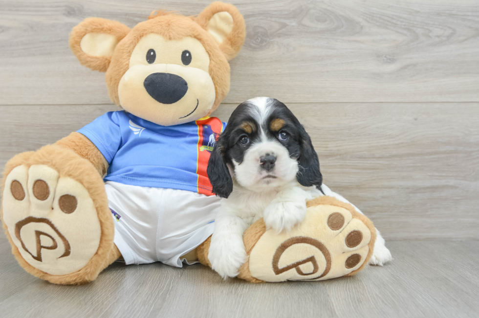 6 week old Cocker Spaniel Puppy For Sale - Fairfield Furbabies