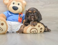 8 week old Cocker Spaniel Puppy For Sale - Fairfield Furbabies