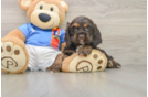 Cocker Spaniel Puppy for Adoption