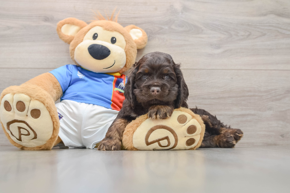 Cute Cocker Spaniel Purebred Pup