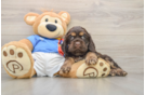 Cute Cocker Spaniel Baby