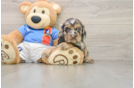 Cocker Spaniel Puppy for Adoption