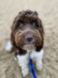 Cute Mini Portidoodle Poodle Mix Pup Cute Mini Portidoodle Poodle Mix Pup