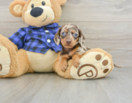 7 week old Dachshund Puppy For Sale - Fairfield Furbabies