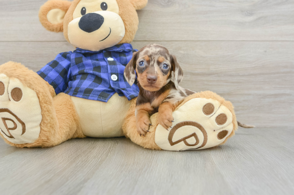 7 week old Dachshund Puppy For Sale - Fairfield Furbabies