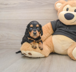 7 week old Dachshund Puppy For Sale - Fairfield Furbabies