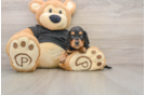 Best Dachshund Baby