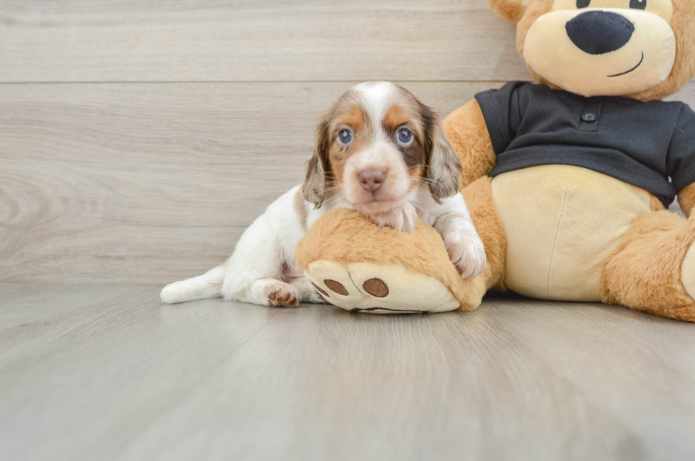 7 week old Dachshund Puppy For Sale - Fairfield Furbabies