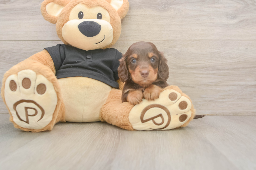 5 week old Dachshund Puppy For Sale - Fairfield Furbabies