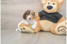 Cute Dachshund Baby