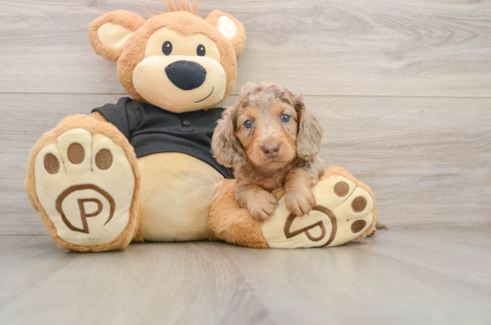 ALEC, a Dachshund littermate