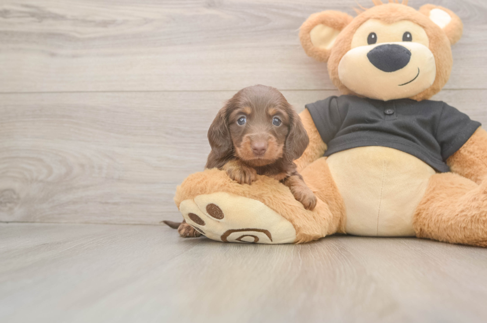 5 week old Dachshund Puppy For Sale - Fairfield Furbabies