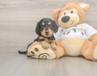 6 week old Dachshund Puppy For Sale - Fairfield Furbabies