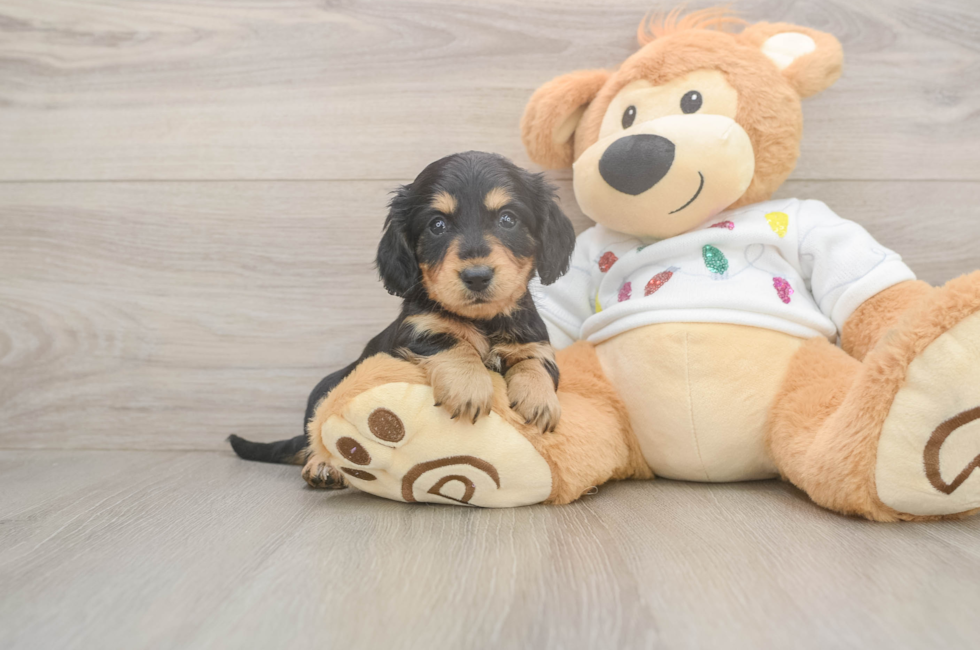 6 week old Dachshund Puppy For Sale - Fairfield Furbabies