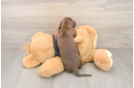 Cute Dachshund Purebred Pup
