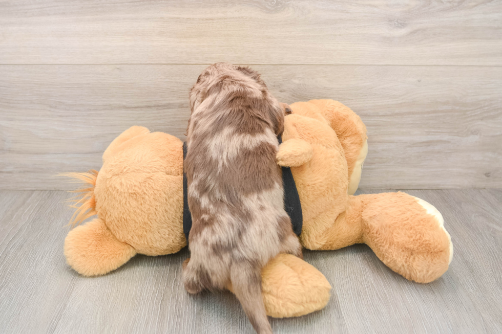 Cute Dachshund Purebred Pup