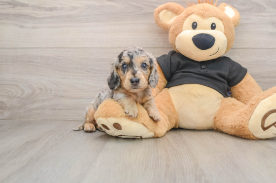 ANAKIN, a Dachshund littermate