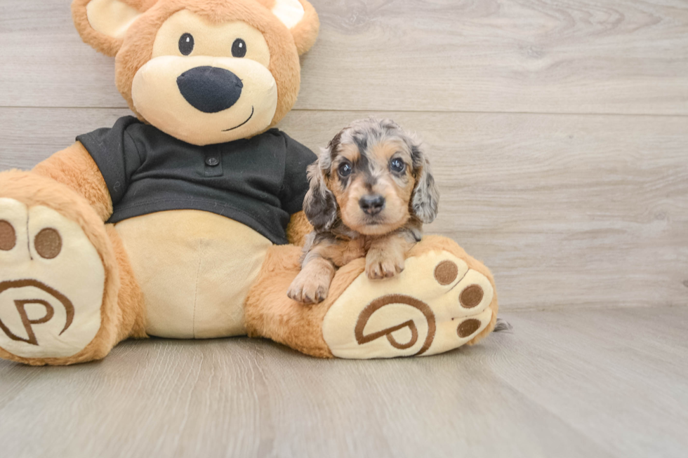 Dachshund Puppy for Adoption