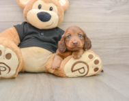 5 week old Dachshund Puppy For Sale - Fairfield Furbabies