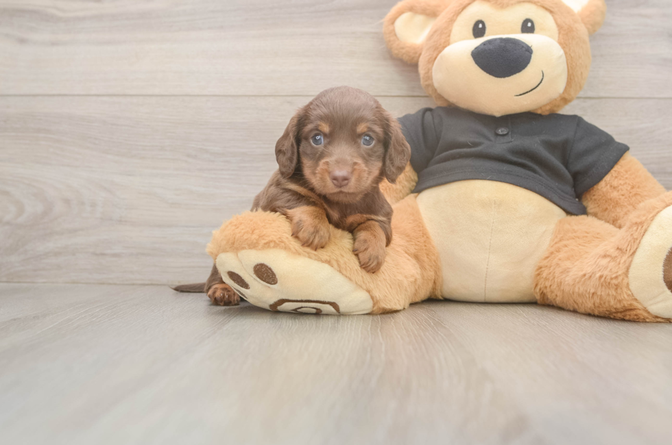 5 week old Dachshund Puppy For Sale - Fairfield Furbabies