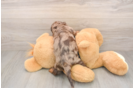 Cute Dachshund Purebred Pup