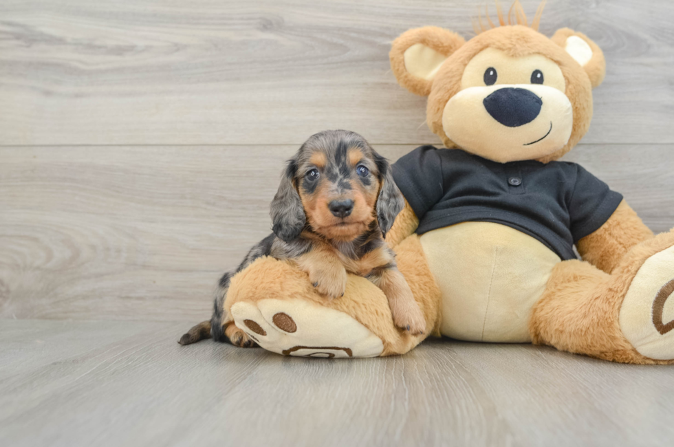 7 week old Dachshund Puppy For Sale - Fairfield Furbabies