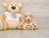 6 week old Dachshund Puppy For Sale - Fairfield Furbabies
