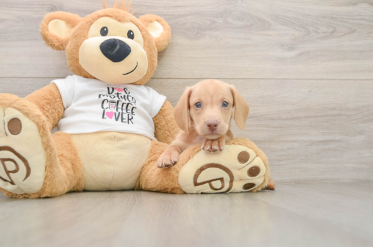 Dachshund Puppy for Adoption