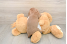Best Dachshund Baby