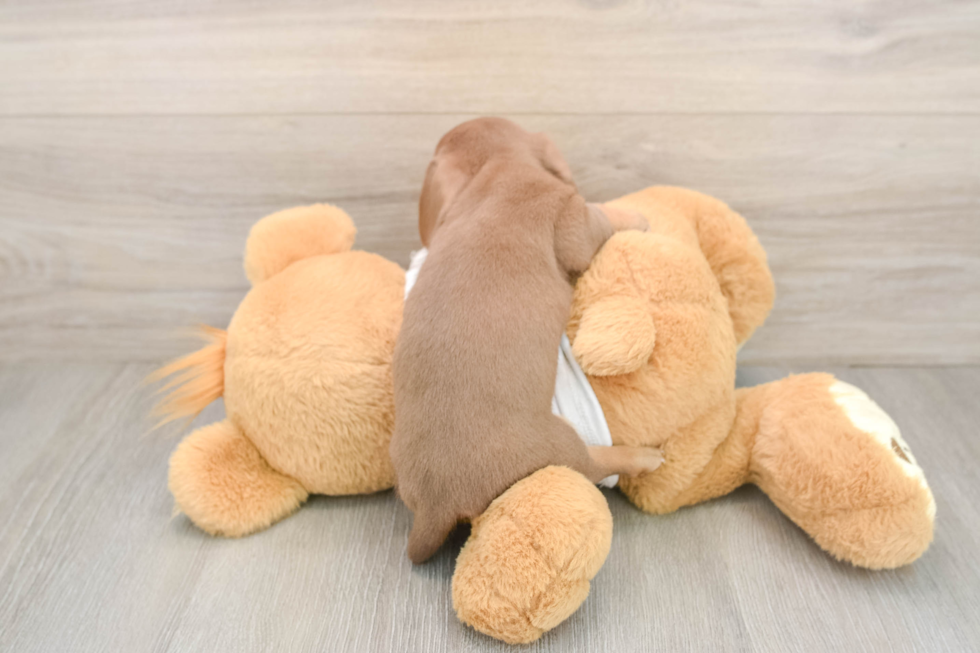 Best Dachshund Baby