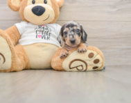 6 week old Dachshund Puppy For Sale - Fairfield Furbabies