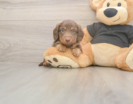 6 week old Dachshund Puppy For Sale - Fairfield Furbabies
