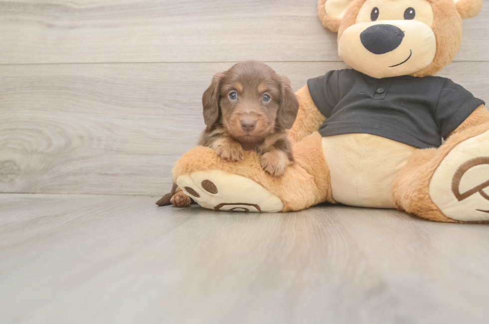 6 week old Dachshund Puppy For Sale - Fairfield Furbabies