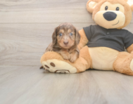 6 week old Dachshund Puppy For Sale - Fairfield Furbabies