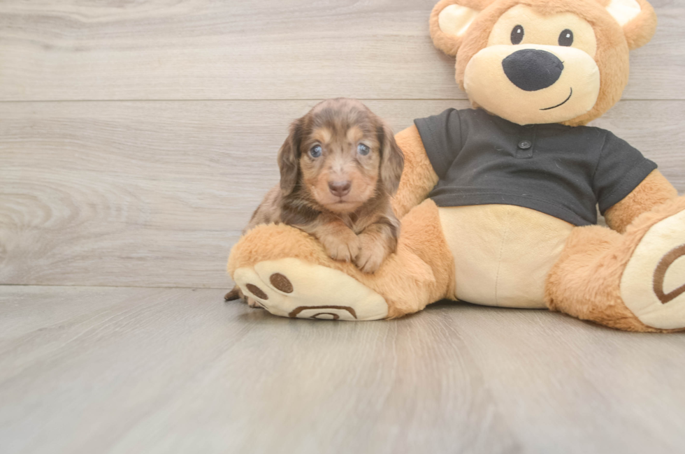 6 week old Dachshund Puppy For Sale - Fairfield Furbabies