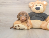 6 week old Dachshund Puppy For Sale - Fairfield Furbabies