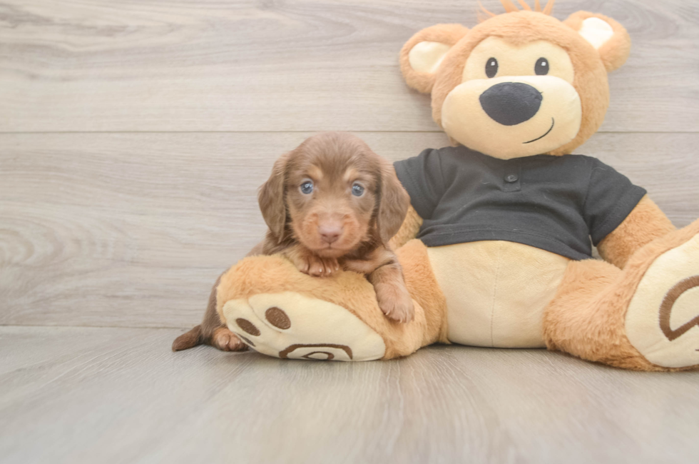 6 week old Dachshund Puppy For Sale - Fairfield Furbabies