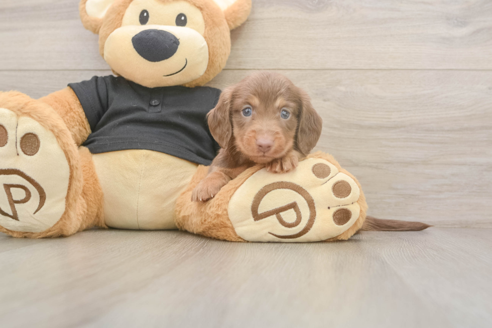 Dachshund Puppy for Adoption