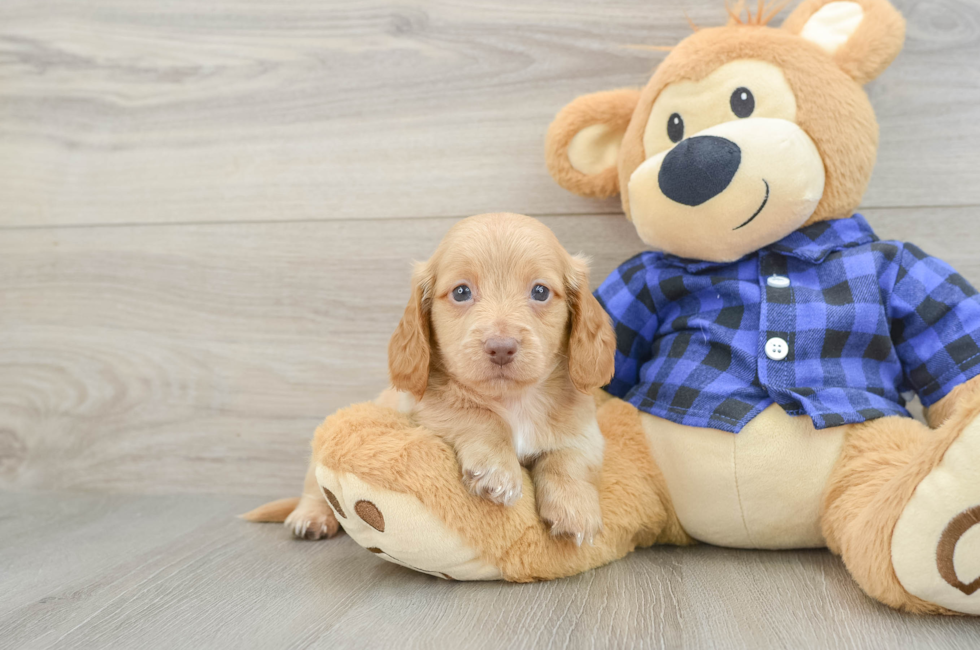 6 week old Dachshund Puppy For Sale - Fairfield Furbabies