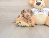 7 week old Dachshund Puppy For Sale - Fairfield Furbabies