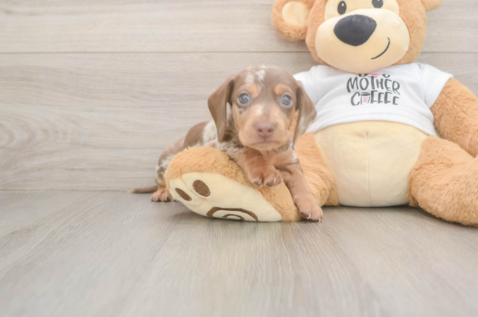 7 week old Dachshund Puppy For Sale - Fairfield Furbabies